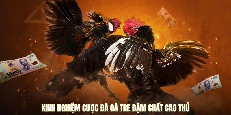 kinh-nghiem-cuoc-da-ga-tre-nhu-cao-thu